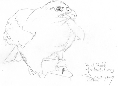 pictures of birds to draw. How To Draw A Bird Of Prey