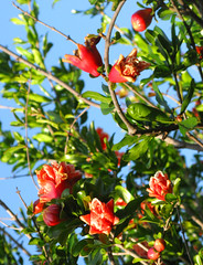 Flowering Pomegranate Plant 
