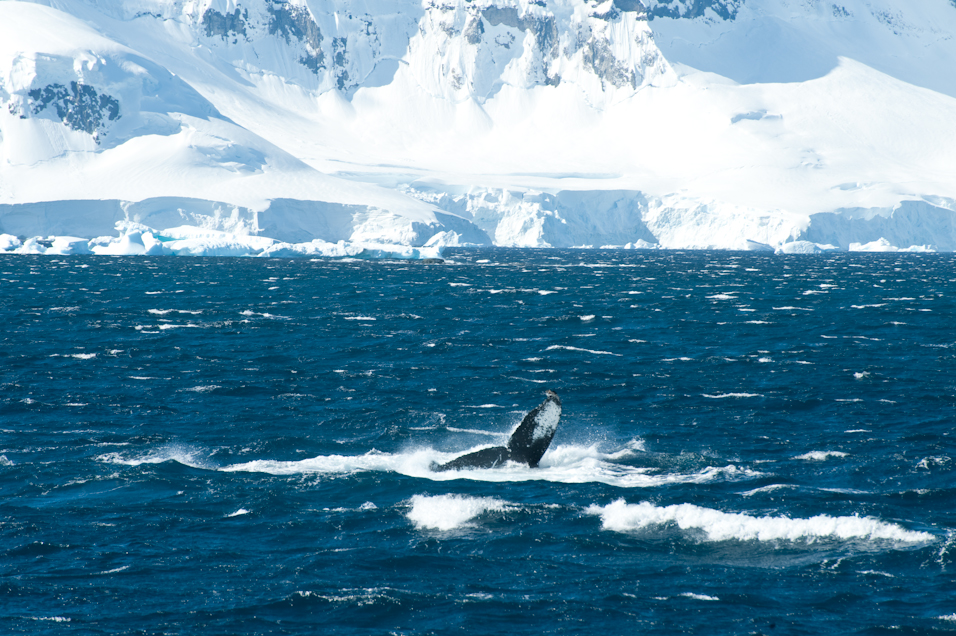 Beautiful humpback whale in Antarctica. - Photo by Rachel Lea Fox
