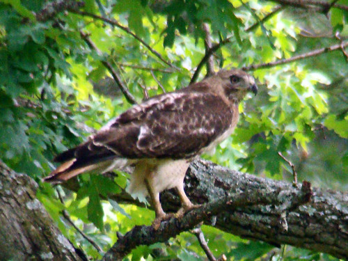 juv red tailed hawk 3 copy