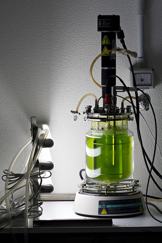 Green algae in bioreactor