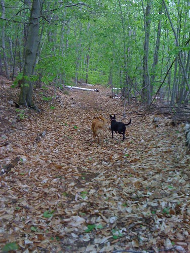 emmy and inga enjoying the forest