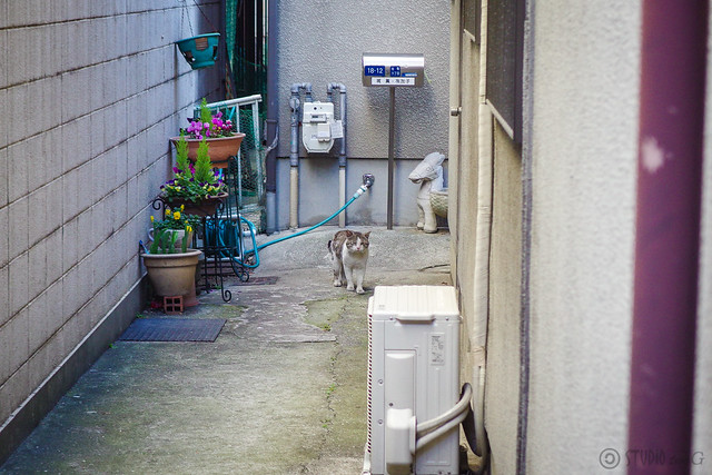 Today's Cat@2014-03-10