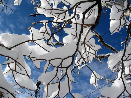 Snowy Branches (Click to enlarge)
