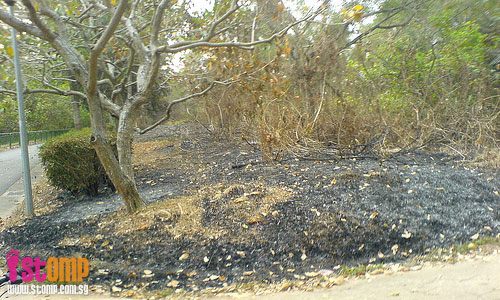 Look at the damage wreaked by S'pore's own bush-fire in Sengkang