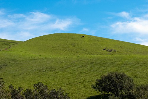 Blue sky, green hill, and a cow! (cropped) | Flickr - Photo Sharing!
