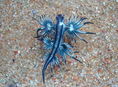blue sea slug. floating, lue sea slug,