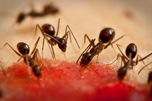 Ants Eating