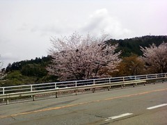 GW桜