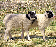 Arowin's lambs