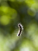 Caterpillar in Air
