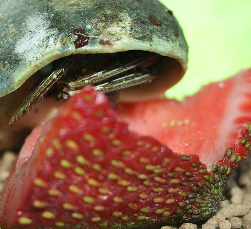 Herby likes Strawberries....