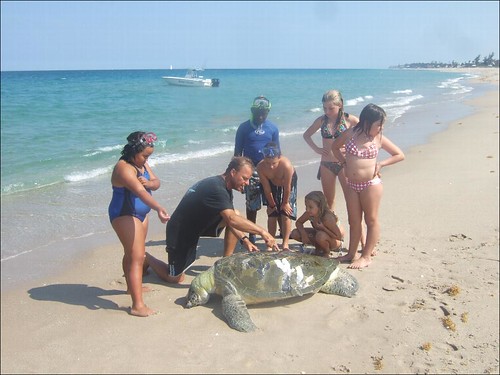 Dead Green Sea Turtle Discovery