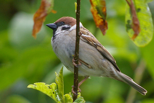 Tree Sparrow 6
