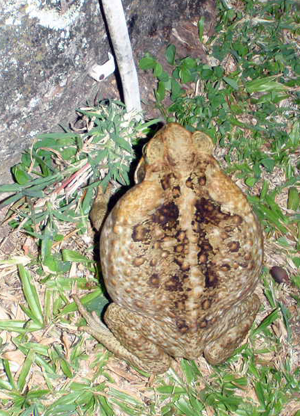 big toad2