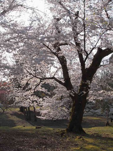 09-04-05【桜】＠奈良公園-04