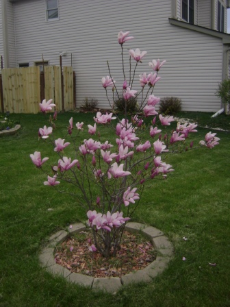 tulip tree