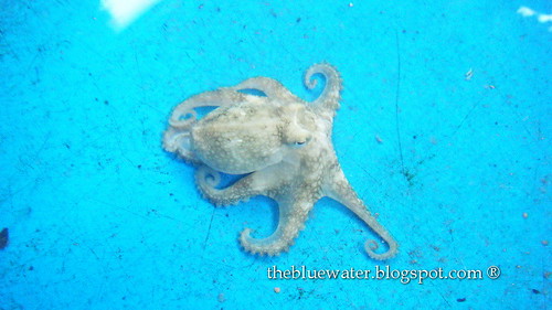 KelongAcheh Baby Octopus