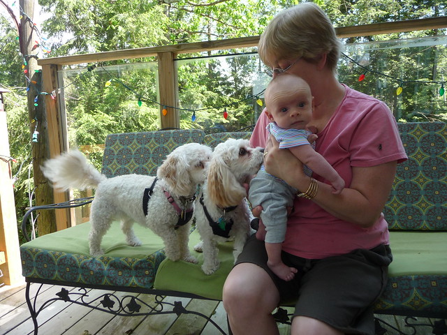 Gramma Terry and the Dogs