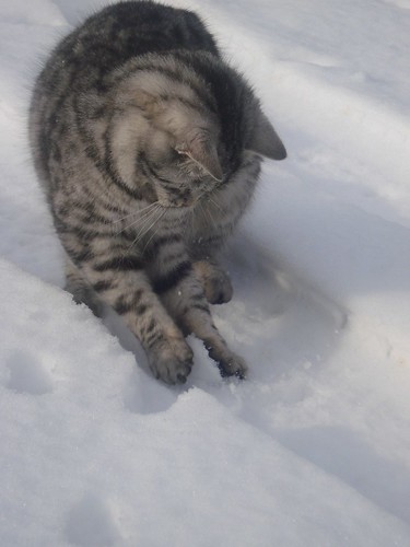 cat in the snow. Sweet cat loves the snow:)