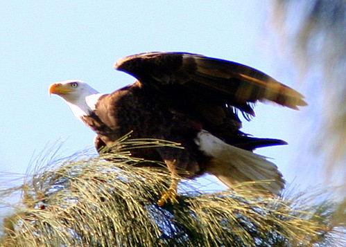 Eagle Wings 20090118