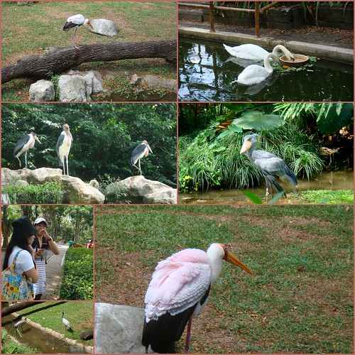 Jurong birdpark7