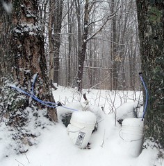 Snow-covered sap buckets