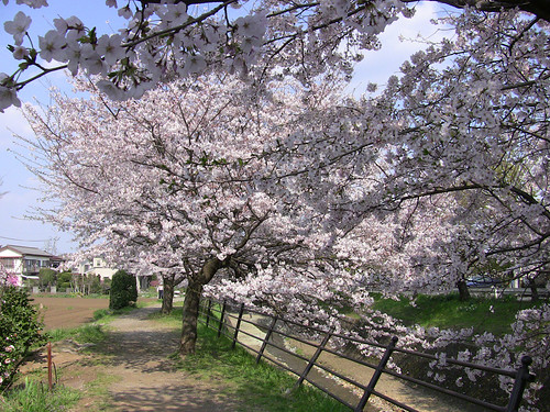 Sakura tree on the river side