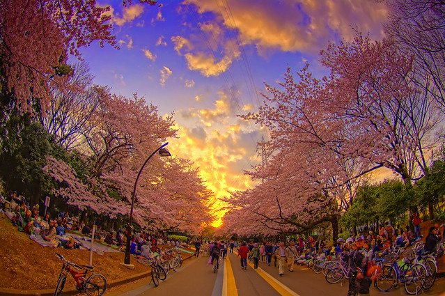 tokyo cherry blossom photo