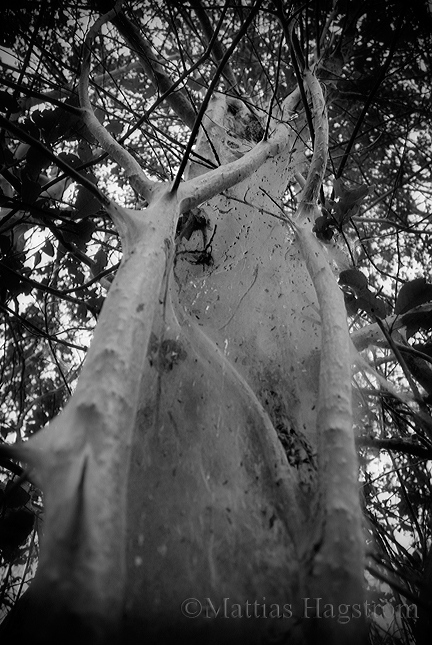 MH_070909_GhostTree_01