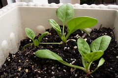 baby spinach