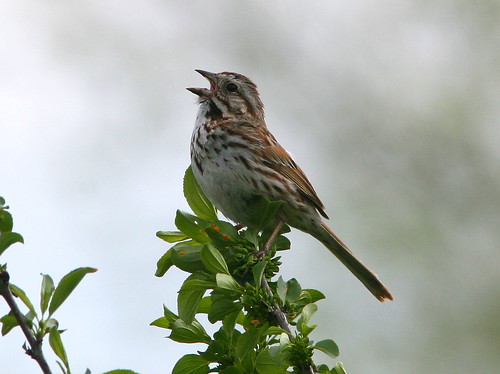 Song Sparrow 20090510