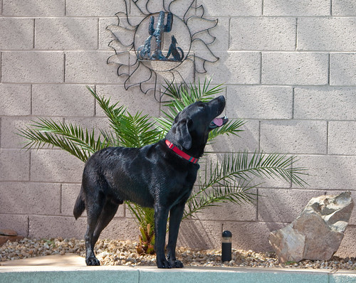 Niko - black Labrador Retriever
