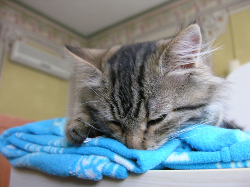Az emebrek plüsmacskákkal alszanak, a macskák pedig papírral. :)