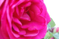 Rosa pastel