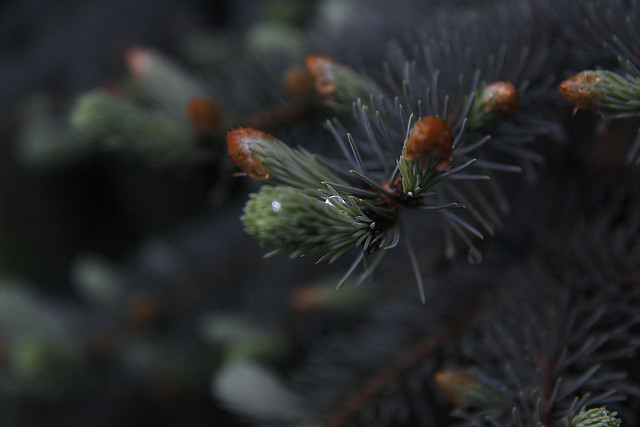 new growth pine