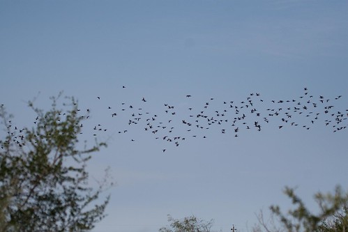 Cormorant Flock