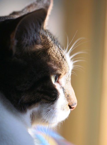 Cat In Profile. sun on cat profile
