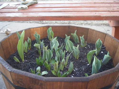 Tulips planted in wine barrel.