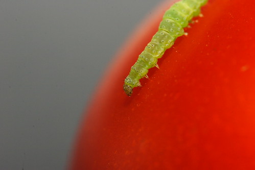 Cabbage Caterpillar (by Sonic Wu)