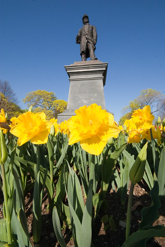 South Boston Daffodils