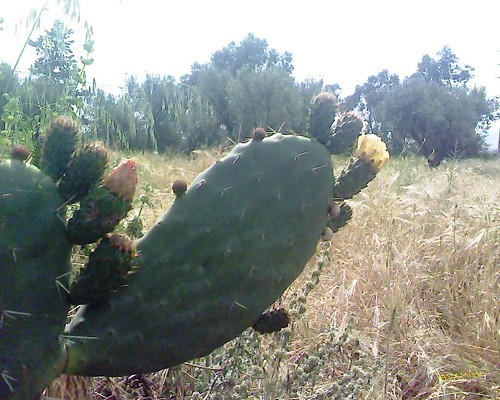 Cactus صبّار