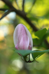 magnolia6