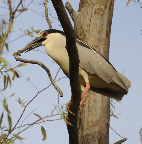 Black-crowned Night Heron with stick