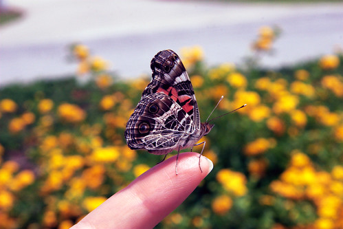 painted lady on my finger