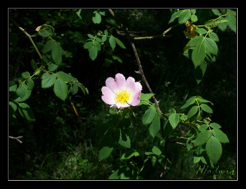 Flor de rosal silvestre
