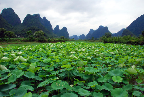 lily pond, yangshuo