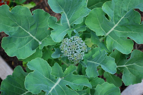 piracicaba broccoli harvest