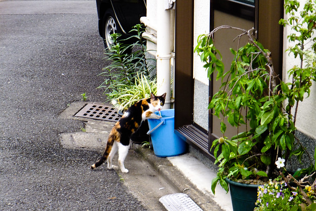 Today's Cat@2011-06-08