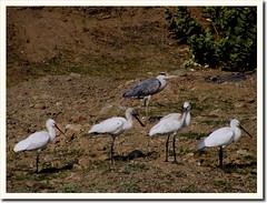 Grey Heron and Spoonbills (કબુત બગલો અને ચમચો) (by Jayesh Bheda)